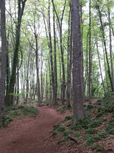 fageda 2